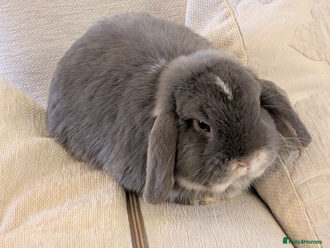 Mini Lop rabbits for sale: Adorable Mini Lop Male - Image 4