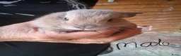 Mixed Breed rabbits for sale: 8 baby bunnies  - Advert 7