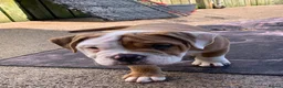 Olde English Bulldogge dogs for sale: Olde English bulldogge  - Advert 37