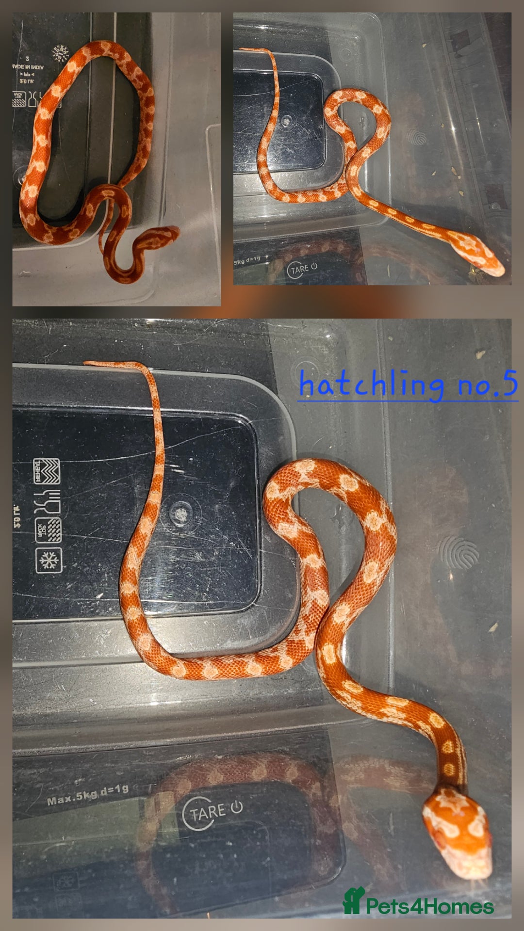 Corn Snake reptiles for sale: Beautiful corn snakes  - Image 24
