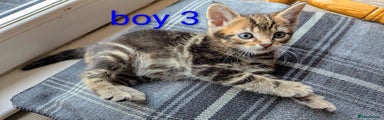 Mixed Breed Kitten 3