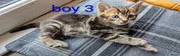 Mixed Breed cats for sale: Gorgeous kittens for sale £250 males £300 females - Advert 34