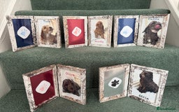 Cockapoo dogs for sale: F2bb Cockapoo Chocolate Merle Puppies - Image 20