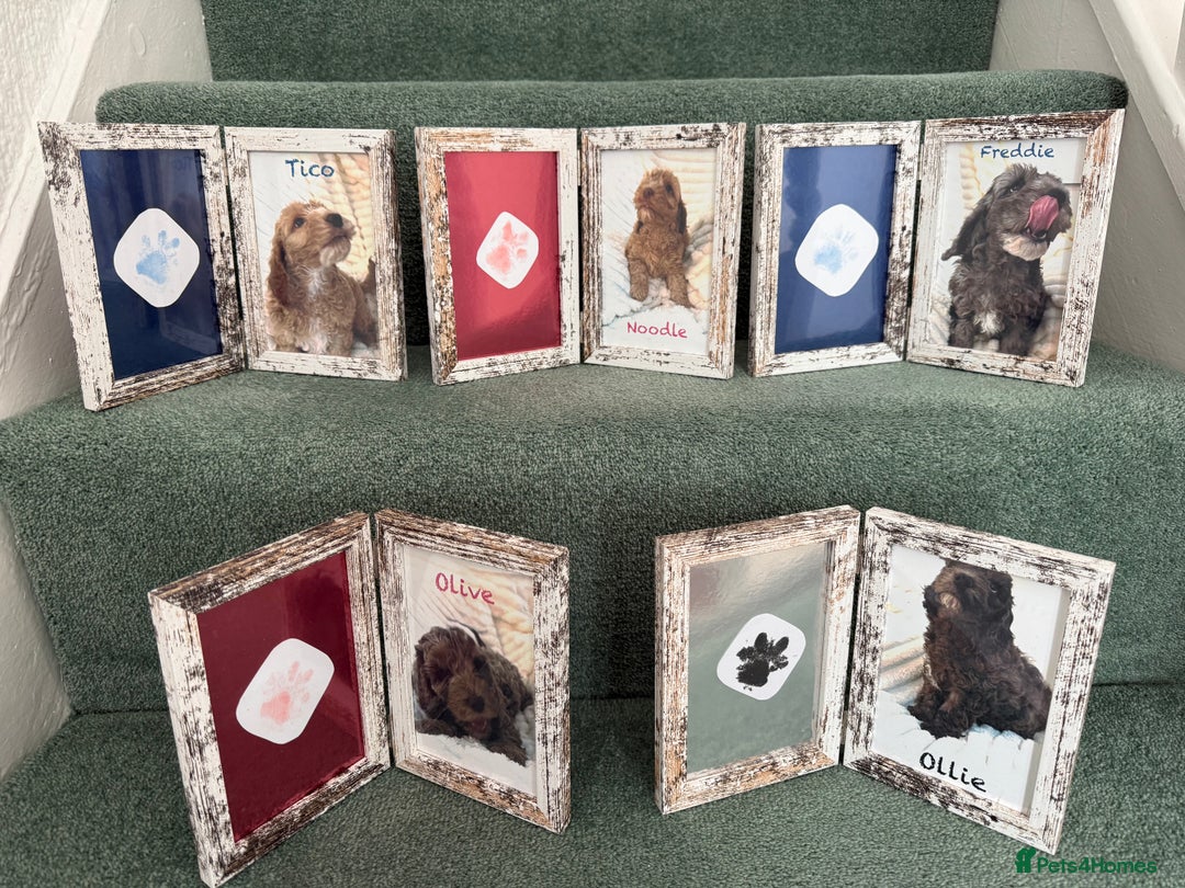 Cockapoo dogs for sale: F2bb Cockapoo Chocolate Merle Puppies - Image 20