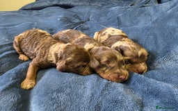 Cockapoo dogs for sale: Cockapoo puppies - Image 21