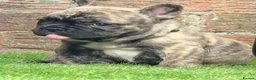 French Bulldog dogs for sale: Adorable french  puppy's  - Advert 9