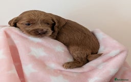 Cockapoo dogs for sale: Beautiful Cockapoo puppies 🐶 😍  - Image 10