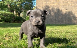 Staffordshire Bull Terrier dogs for sale: KC reg blue staffordshire bull terrier - Image 12