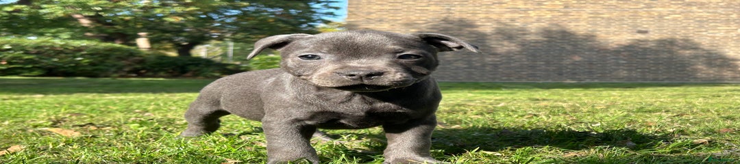 Staffordshire Bull Terrier Puppy 6