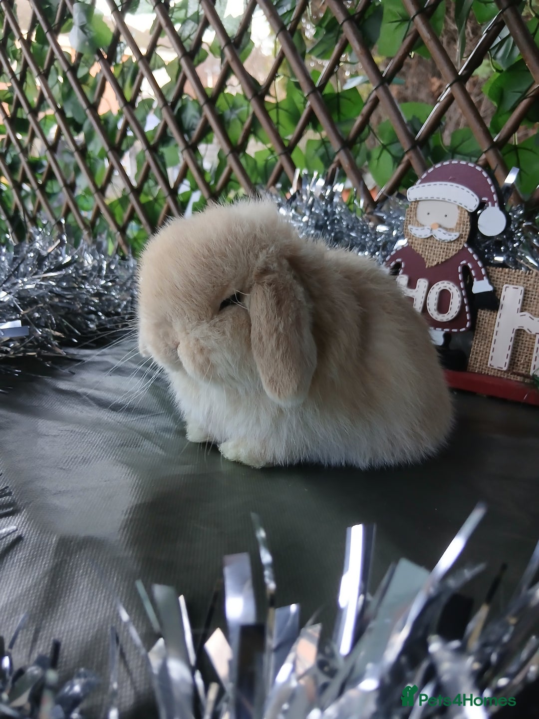 Mini Lop rabbits for sale: Pure mini lop babies - Advert 2