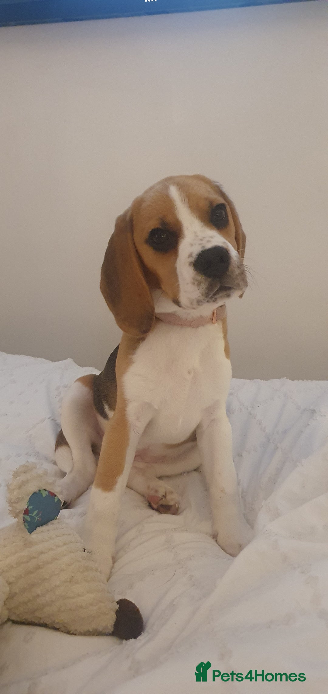 Beagle dogs for sale: Harper - Advert 2