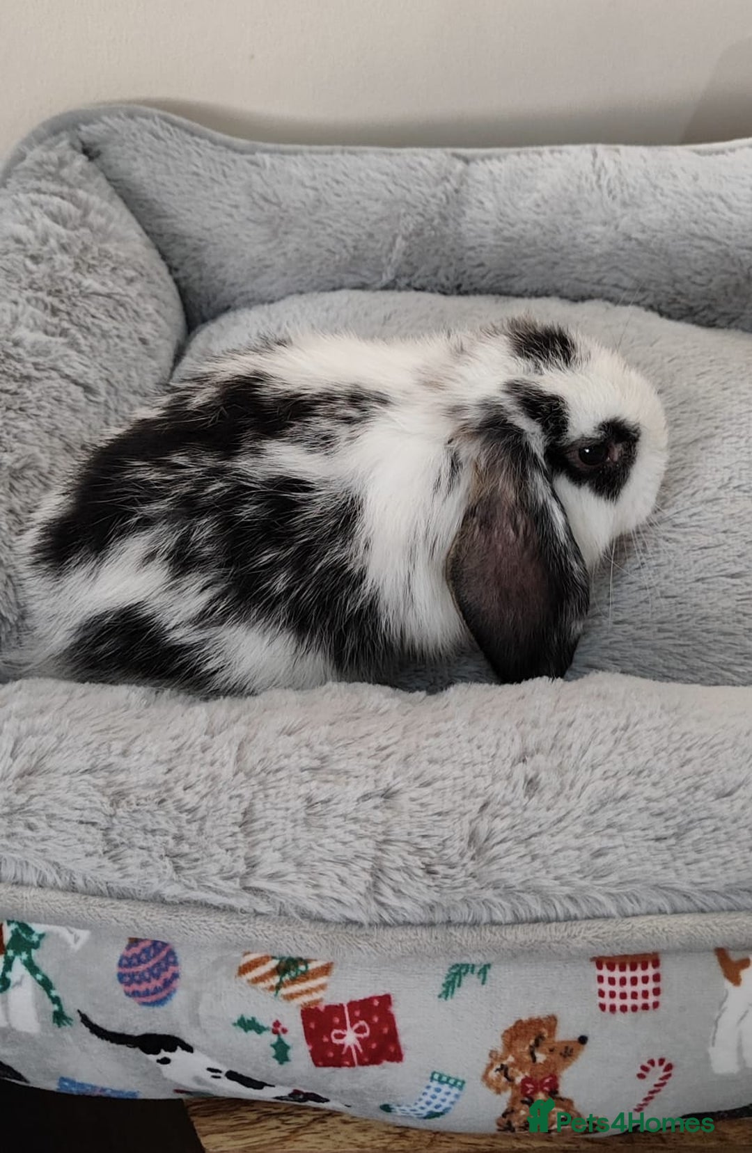 Mini Lop rabbits for sale: Beautiful mini lops - Advert 4