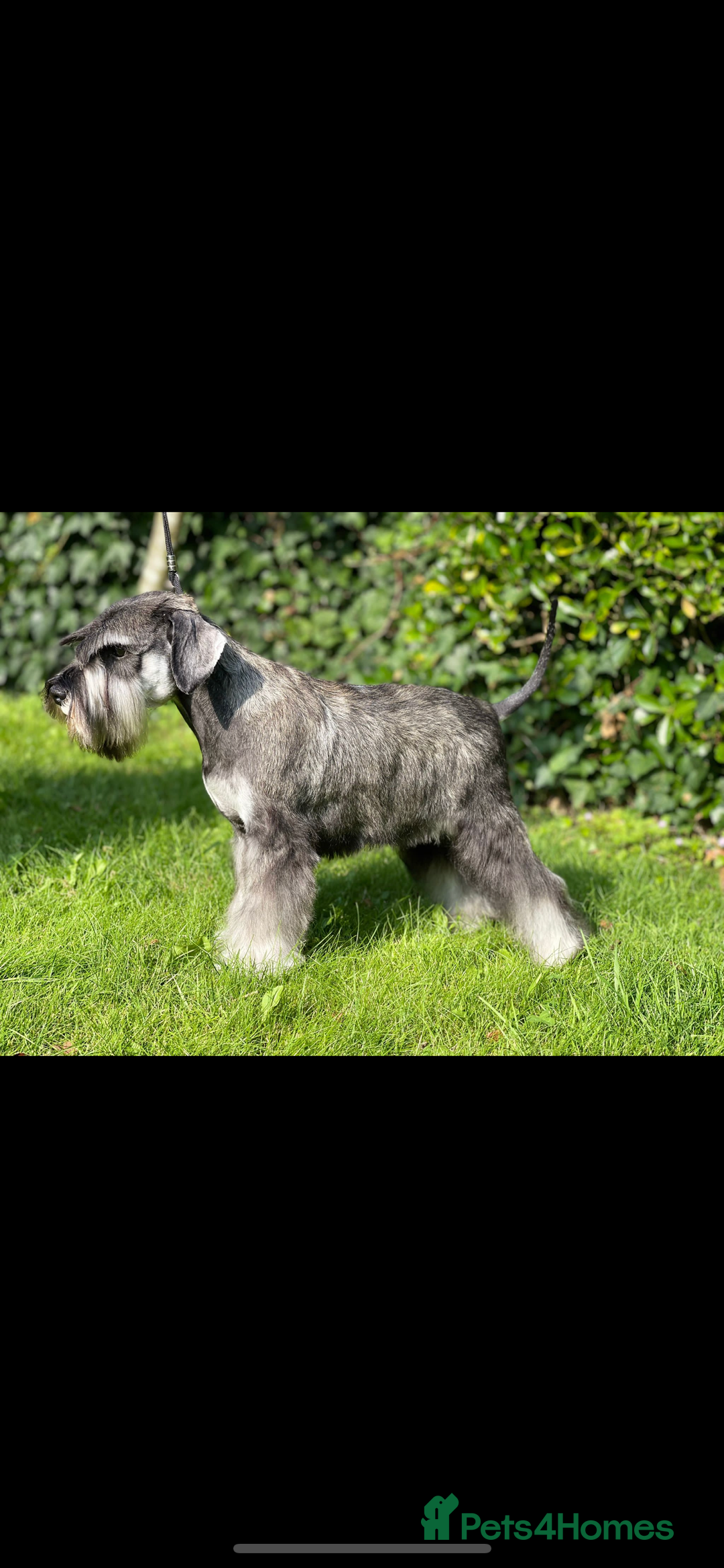 Miniature Schnauzer dogs for stud: STUNNING HEALTH TETSED MINI SCHNAUZER FOR STUD in Wigan - Advert 2
