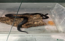 King Snake reptiles for sale: Mexican black kingsnake and full set up - Image 3