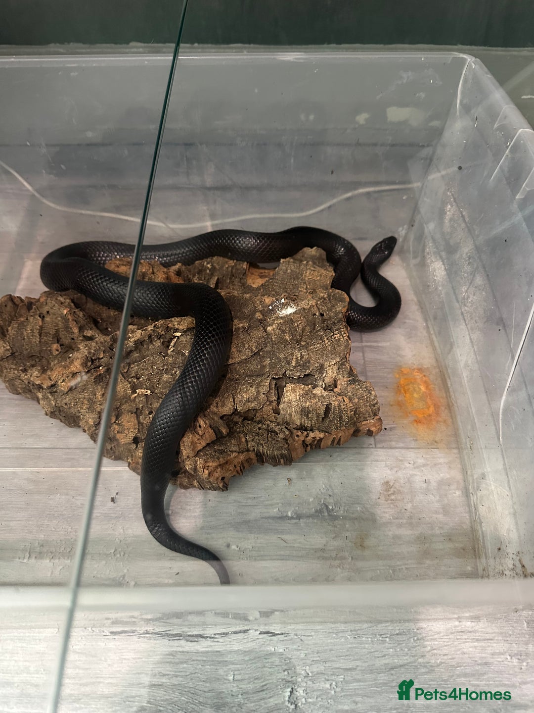 King Snake reptiles for sale: Mexican black kingsnake and full set up - Image 3