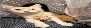 Maine Coon 2