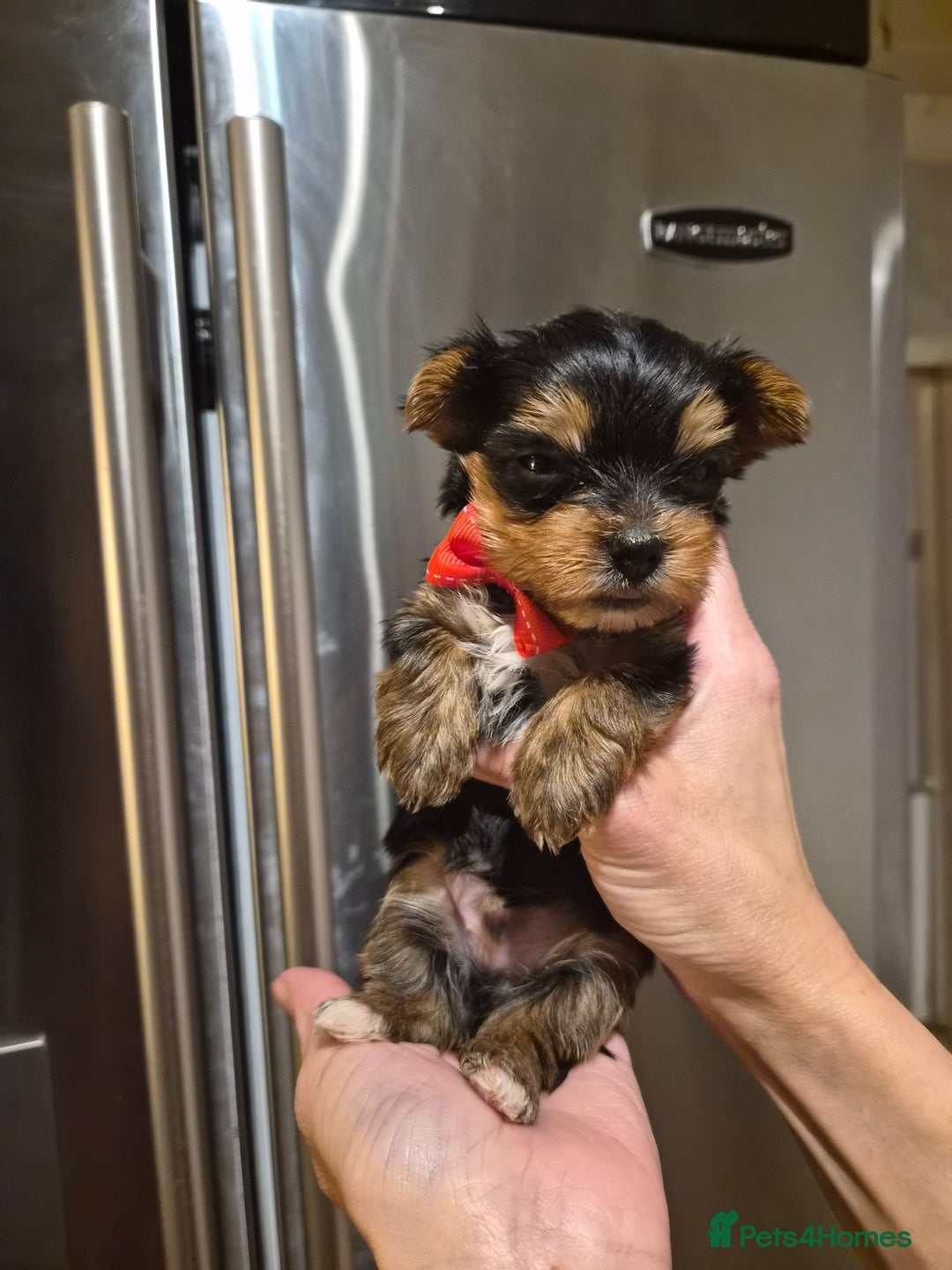 Yorkshire Terrier dogs for sale: 💝Beautiful Miniature Babies from 250g💝 - Image 18