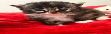 Maine Coon 6