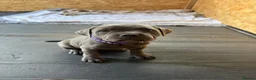 Staffordshire Bull Terrier dogs for sale: Beautiful blue Staffordshire Bull Terrier Puppies  - Advert 9