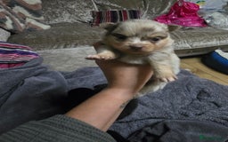 Pomchi dogs for sale: Pomchi - Image 12