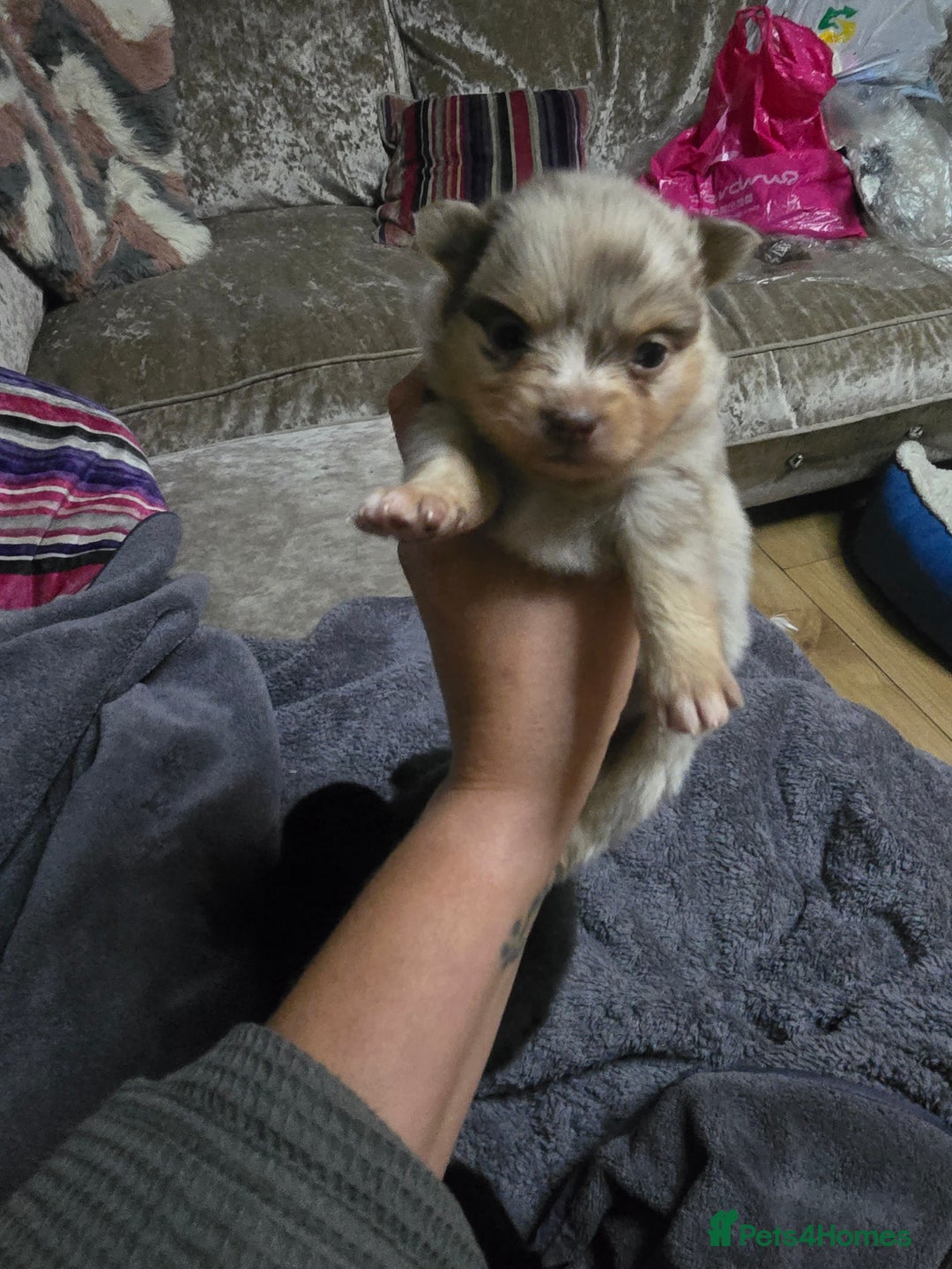 Pomchi dogs for sale: Pomchi - Image 12