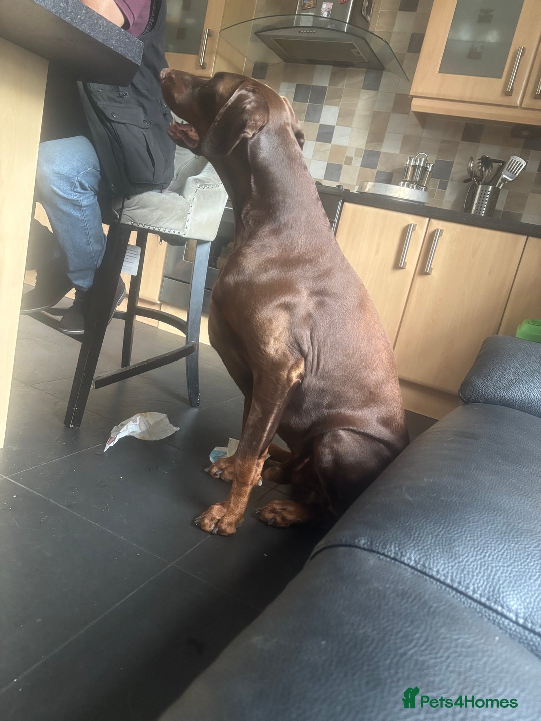 Dobermann dogs for stud: Zeus (for stud)  - Image 8