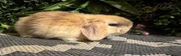 Mini Lop rabbits for sale: Superb pure bred mini lops available  - Advert 11