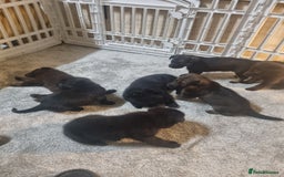 German Shepherd dogs for sale: German shepard pups - Image 16