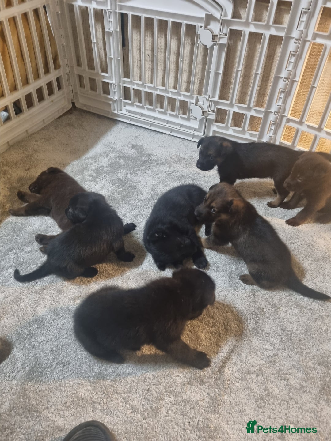 German Shepherd dogs for sale: German shepard pups - Image 16