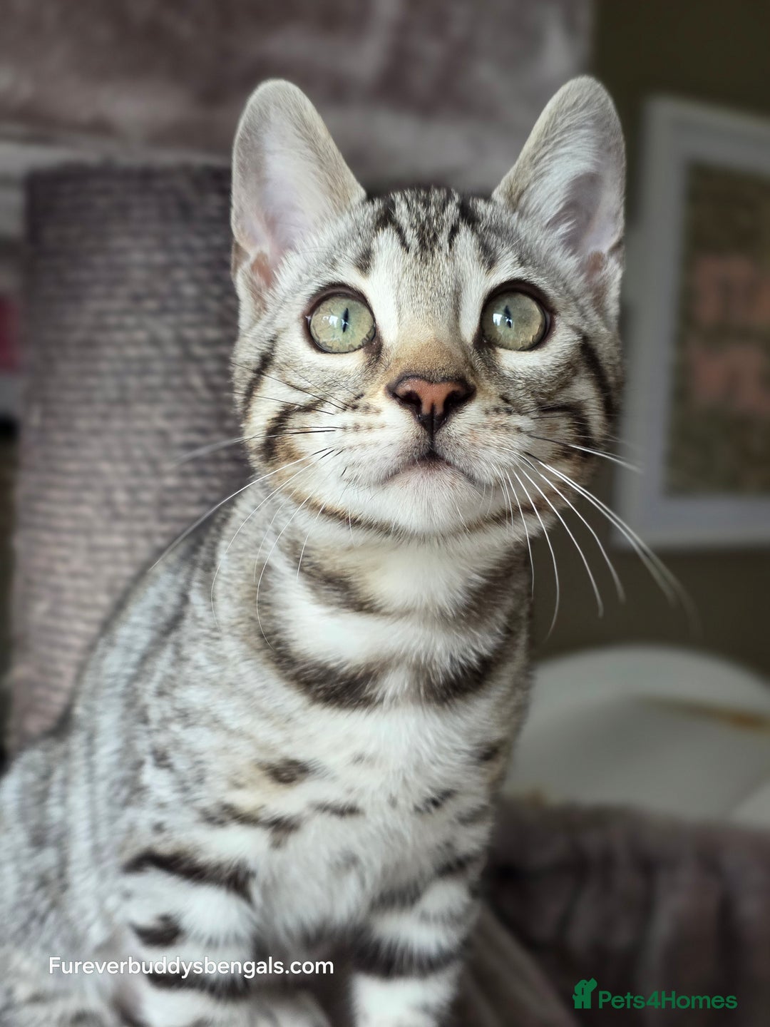 Bengal cats for sale: Bengal Kitten 2 - Outstanding Silver Rosetted Tica Bengal Kittens  - Image 21