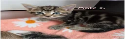 Mixed Breed cats for sale: 🔹️🔹️Lovely Kittens🔹️🔹️Ragdoll x domestic cat.  - Advert 5
