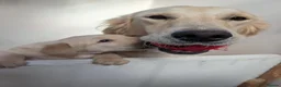 Goldador dogs for sale: F1 cream goldador boy puppy - Advert 3