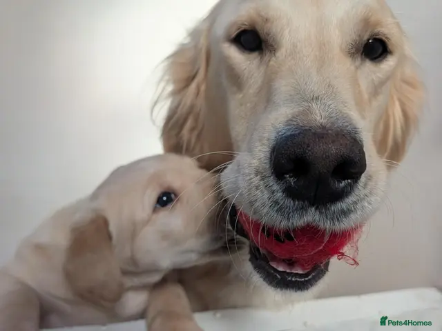 Goldador dogs F1 cream goldador boy puppy - Advert 2