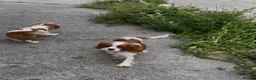 Cavalier King Charles Spaniel dogs for sale: K C Reg Cavalier King Charles - Advert 5