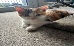 Domestic Shorthair cats for sale: Chloe and Zoe - Image 8