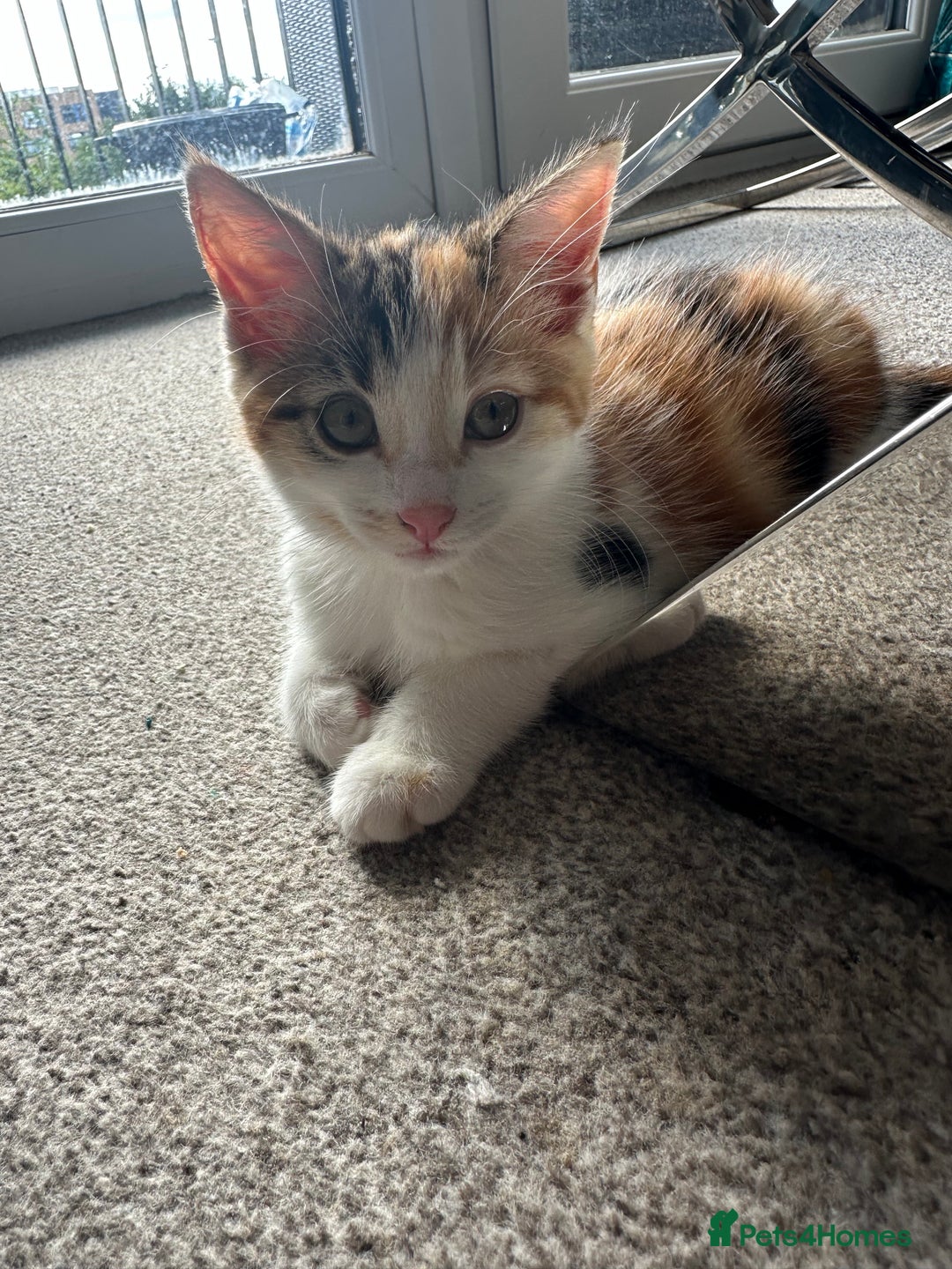 Domestic Shorthair cats for sale: Chloe and Zoe - Image 8