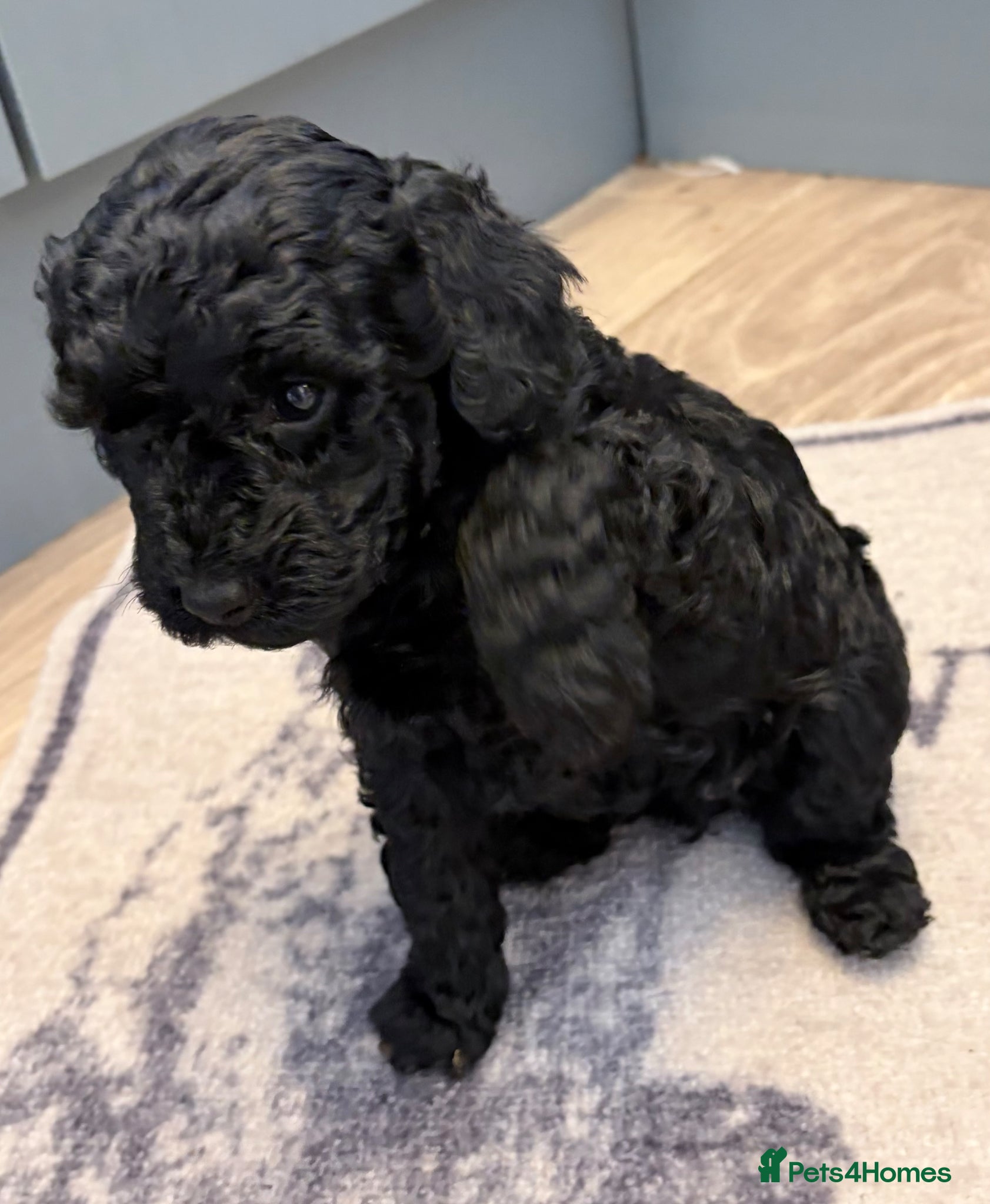 Mixed Breed dogs 3/4 Miniature Poodle cross puli pups - Advert 1