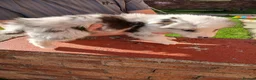 Border Collie dogs for sale: BORDER COLLIE PUPS - Advert 4