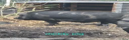 Pig livestock for sale: Micro pigs in Lancaster - Advert 5