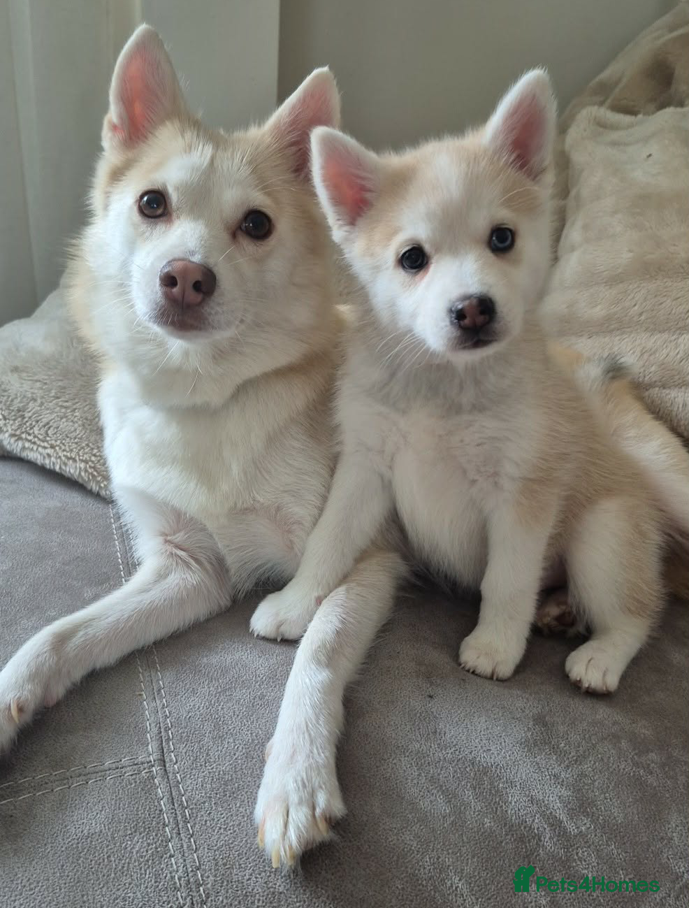 Pomsky dogs Mini Husky F4 Pomsky Puppies–Fluffy,Husky Markings - Advert 1