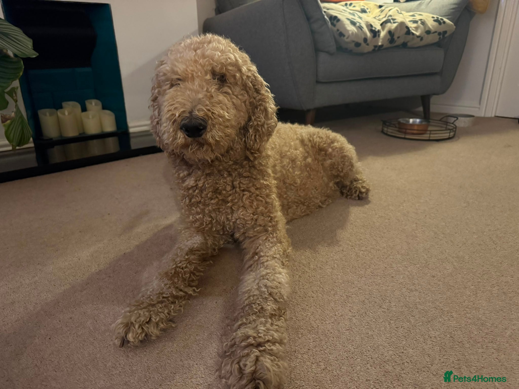 Goldendoodle dogs for sale: Stunning Goldendoodle Puppies in Herne Bay - Advert 36