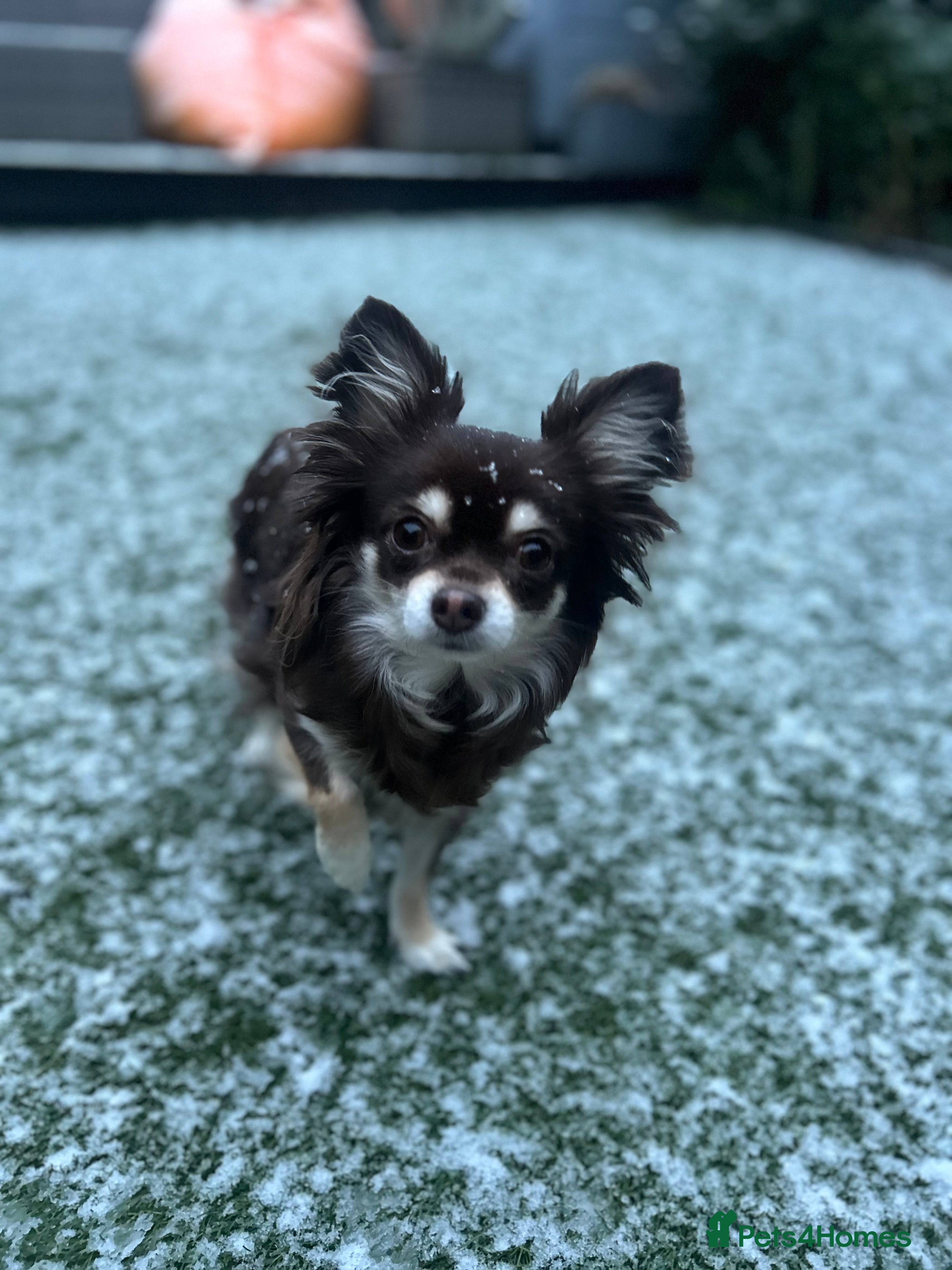 Chihuahua dogs The most gorgeous girls! - Advert 6