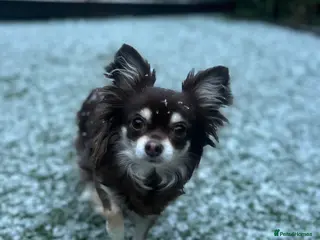 Chihuahua dogs The most gorgeous girls! - Advert 9