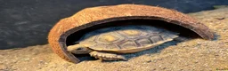 Tortoise reptiles for sale: Sulcata tortoises  - Advert 3