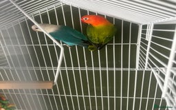 Lovebirds birds for sale: Lovebirds  - Image 1