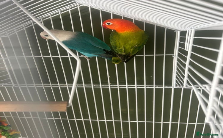 Lovebirds birds - Advert 1