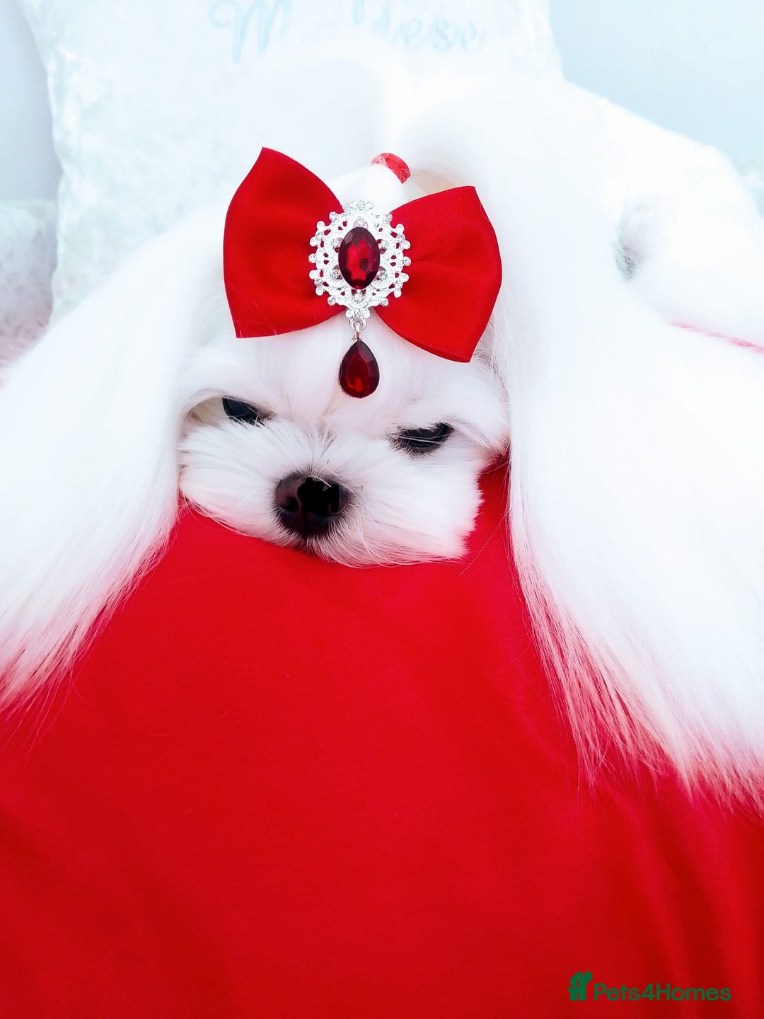 Maltese dogs for stud: ❤️health tested Tiny Korean Maltese boy❤️ - Image 1