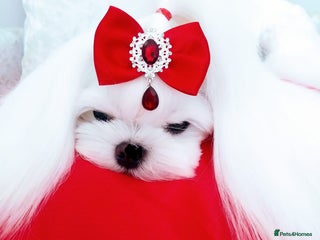 Maltese dogs - Advert 10