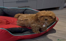 Cavapoochon dogs for sale: Gorgeous F1B toy Cavapoochon puppies  - Image 2
