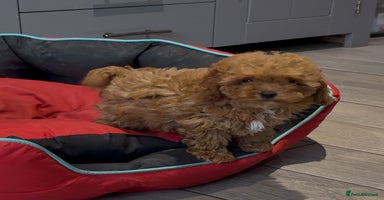Cavapoochon dogs - Advert 6